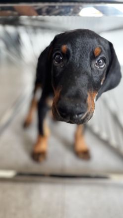 9 Wochen alte Dobermann Welpen