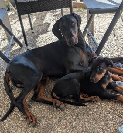 9 Wochen alte Dobermann Welpen