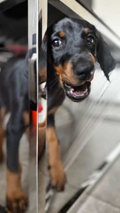 9 Wochen alte Dobermann Welpen