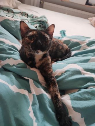 Liebevolles Zuhause mit Freigang gesucht für unsere Katze (2 Jahre)