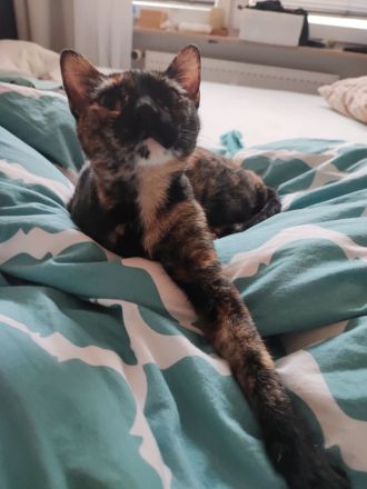 Liebevolles Zuhause mit Freigang gesucht für unsere Katze (2 Jahre)