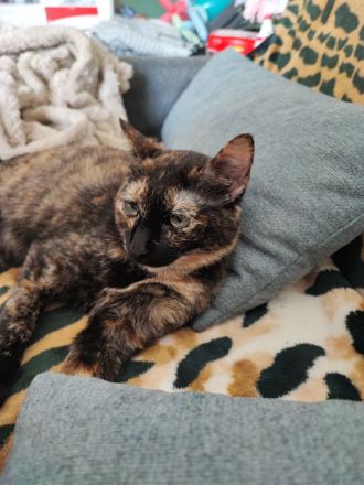 Liebevolles Zuhause mit Freigang gesucht für unsere Katze (2 Jahre)