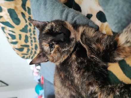 Liebevolles Zuhause mit Freigang gesucht für unsere Katze (2 Jahre)