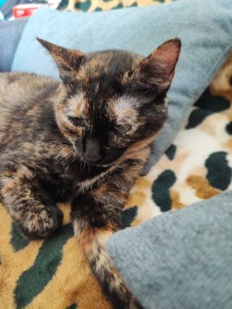 Liebevolles Zuhause mit Freigang gesucht für unsere Katze (2 Jahre)