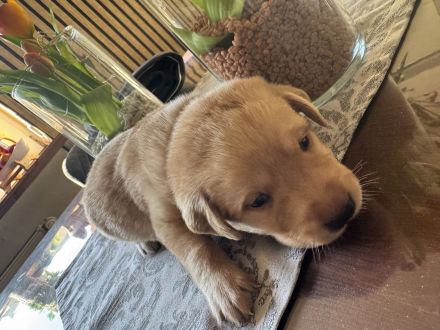 Labrador Welpen suchen ein zu Hause