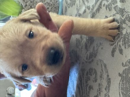 Labrador Welpen suchen ein zu Hause