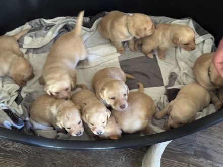 Labrador Welpen suchen ein zu Hause