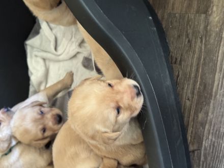 Labrador Welpen suchen ein zu Hause