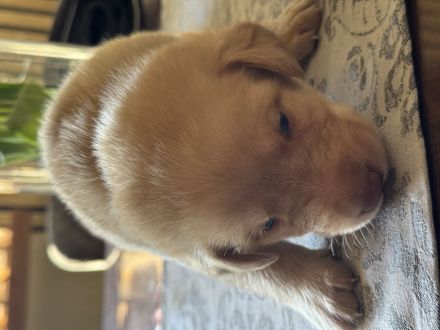 Labrador Welpen suchen ein zu Hause