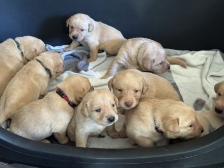 Labrador Welpen suchen ein zu Hause