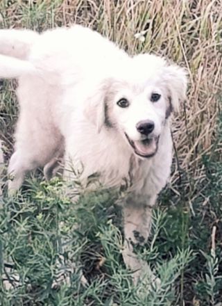 Addy – Auf der Suche nach einem Zuhause für immer