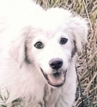 Addy – Auf der Suche nach einem Zuhause für immer