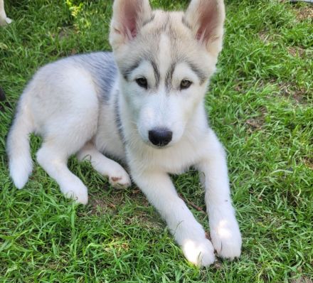 Siberian Husky Welpen suchen ein sportliches Zuhause