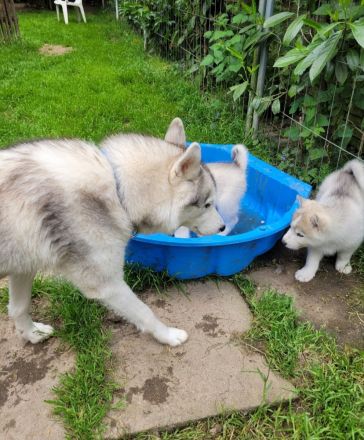 Siberian Husky Welpen suchen ein sportliches Zuhause