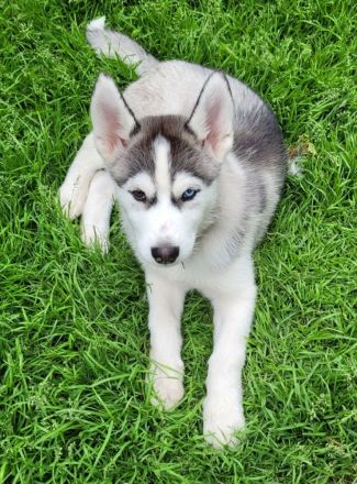 Siberian Husky Welpen suchen ein sportliches Zuhause