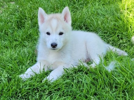 Siberian Husky Welpen suchen ein sportliches Zuhause