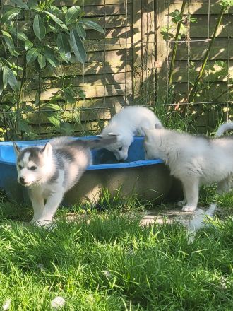 Siberian Husky Welpen suchen ein sportliches Zuhause