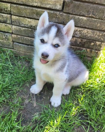 Siberian Husky Welpen suchen ein sportliches Zuhause