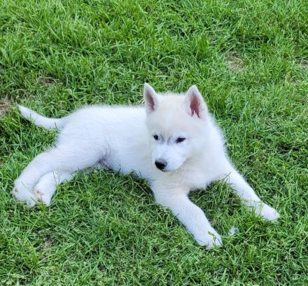 Siberian Husky Welpen suchen ein sportliches Zuhause