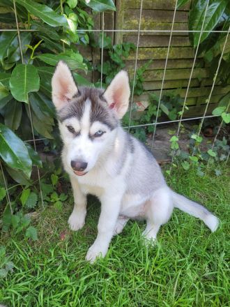 Siberian Husky Welpen suchen ein sportliches Zuhause