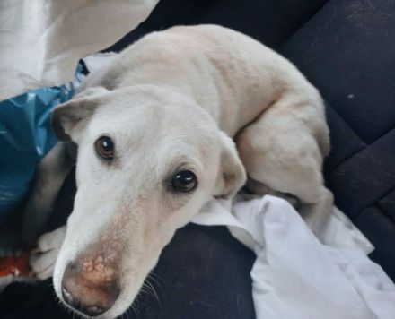 Ally – Ein Herz auf vier Pfoten sucht ein Zuhause