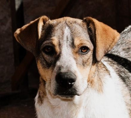 Anna – ein liebevolles Herz auf vier Pfoten sucht ihr Zuhause!