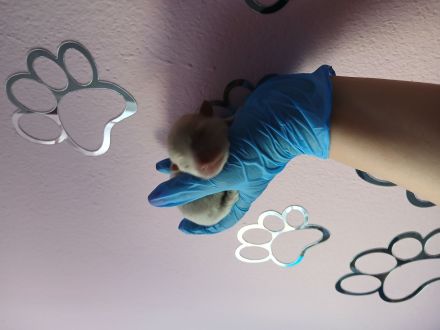 Pomchi Welpen langhaar Hybrid-Hunde Chihuahua Pomeranian Zwergspitz