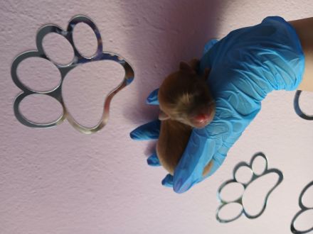 Pomchi Welpen langhaar Hybrid-Hunde Chihuahua Pomeranian Zwergspitz