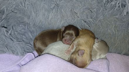 Pomchi Welpen langhaar Hybrid-Hunde Chihuahua Pomeranian Zwergspitz