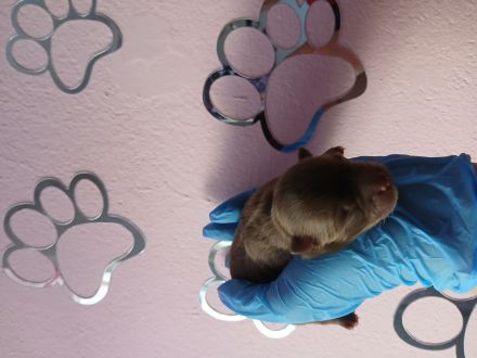 Pomchi Welpen langhaar Hybrid-Hunde Chihuahua Pomeranian Zwergspitz