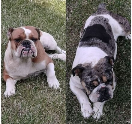 Englische Bulldoggen