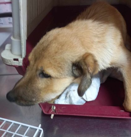 Antonia möchte so gern das Leben außerhalb des Shelters kennen lernen!