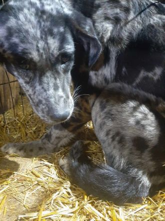 Bianca, Balou und Bastie – Eine zweite Chance auf Liebe und ein Zuhause!