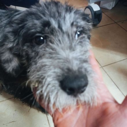 Bianca, Balou und Bastie – Eine zweite Chance auf Liebe und ein Zuhause!