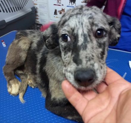 Bianca, Balou und Bastie – Eine zweite Chance auf Liebe und ein Zuhause!