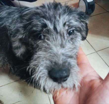 Bianca, Balou und Bastie – Eine zweite Chance auf Liebe und ein Zuhause!