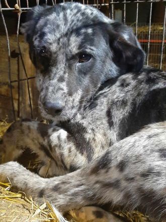 Bianca, Balou und Bastie – Eine zweite Chance auf Liebe und ein Zuhause!