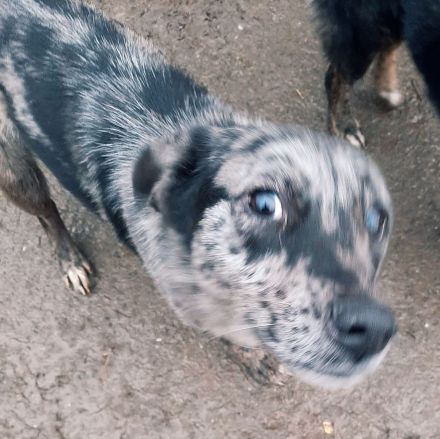 Bianca, Balou und Bastie – Eine zweite Chance auf Liebe und ein Zuhause!