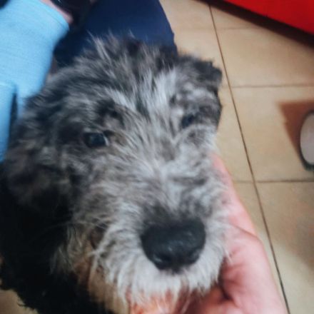 Bianca, Balou und Bastie – Eine zweite Chance auf Liebe und ein Zuhause!