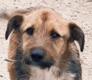 Bandit – Ein kleiner Kämpfer auf der Suche nach seinem Glück