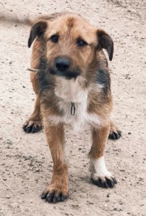 Bandit – Ein kleiner Kämpfer auf der Suche nach seinem Glück