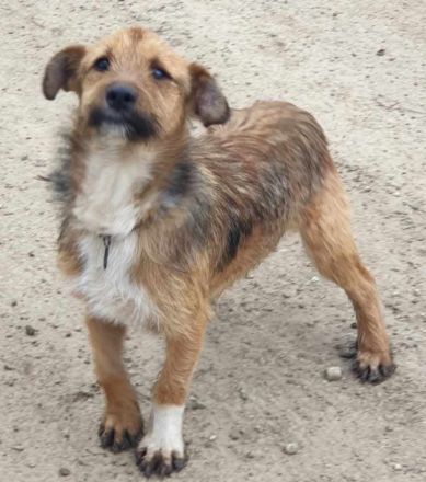 Bandit – Ein kleiner Kämpfer auf der Suche nach seinem Glück