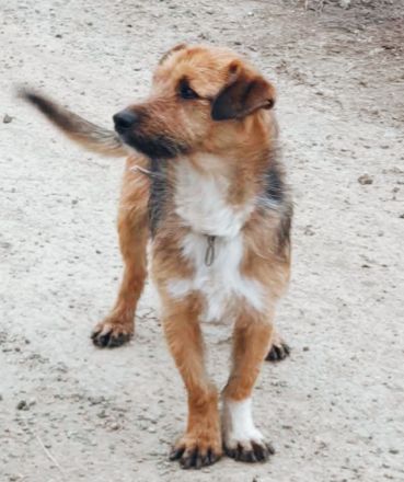 Bandit – Ein kleiner Kämpfer auf der Suche nach seinem Glück