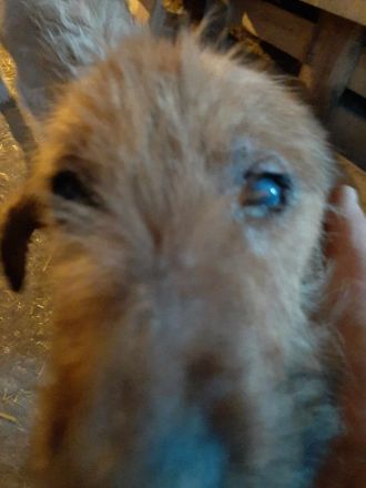 Bandit – Ein kleiner Kämpfer auf der Suche nach seinem Glück