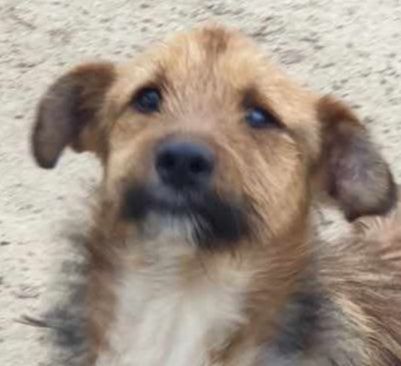 Bandit – Ein kleiner Kämpfer auf der Suche nach seinem Glück