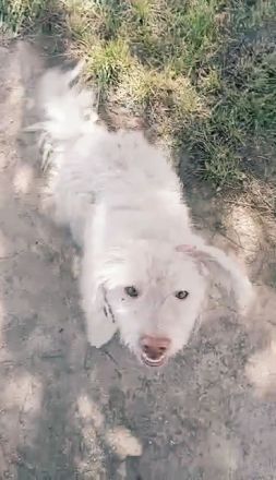 Baobao – ein tapferes Herz auf vier Pfoten sucht sein Für-immer-Zuhause!