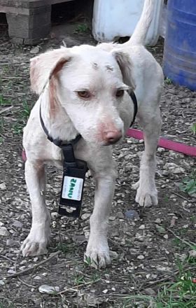 Baobao – ein tapferes Herz auf vier Pfoten sucht sein Für-immer-Zuhause!