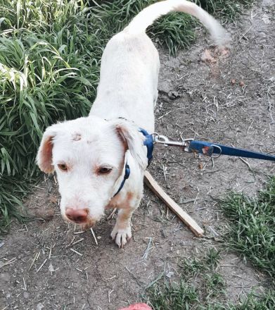 Baobao – ein tapferes Herz auf vier Pfoten sucht sein Für-immer-Zuhause!