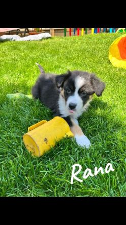 Australian Shepherd Welpen