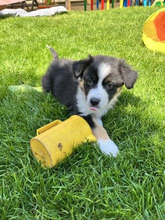 Australian Shepherd Welpen